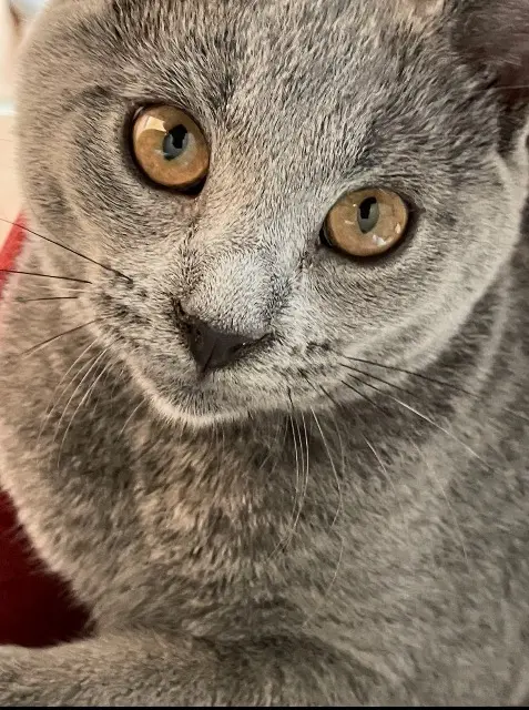 chat lost   26200 Montélimar Aya