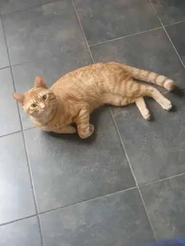 Chat Perdu 26 Drôme - Baki Chat Perdu 26 Drôme - Baki