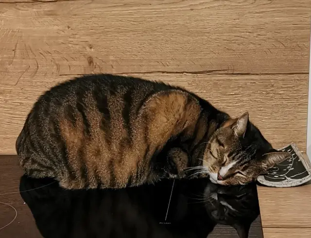 chat lost   26400 Crest Barbouille