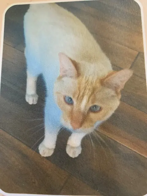 chat lost   26100 Romans-sur-Isère Bou