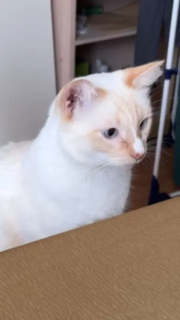 chat lost   26200 Montélimar Bébéblanc