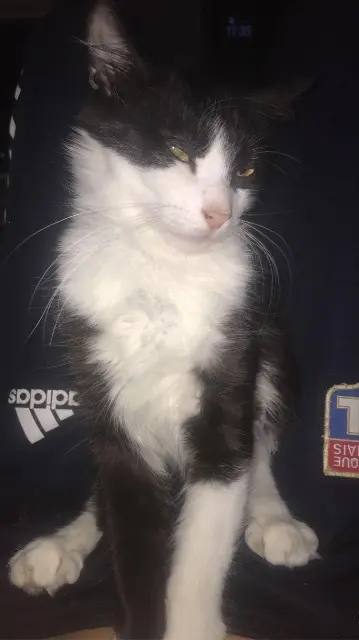 chat lost   26240 Saint-Vallier Cerise