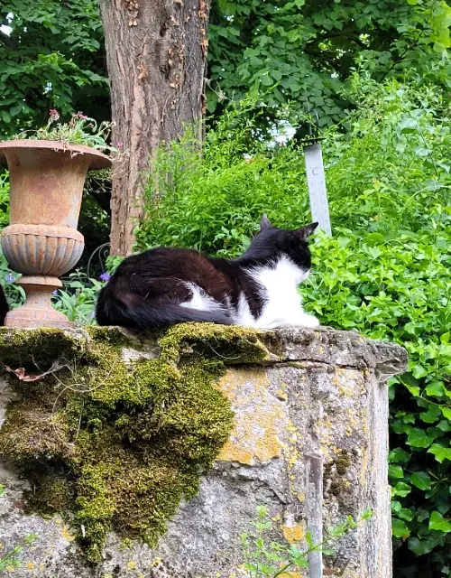 chat lost   26400 Divajeu Chamallow