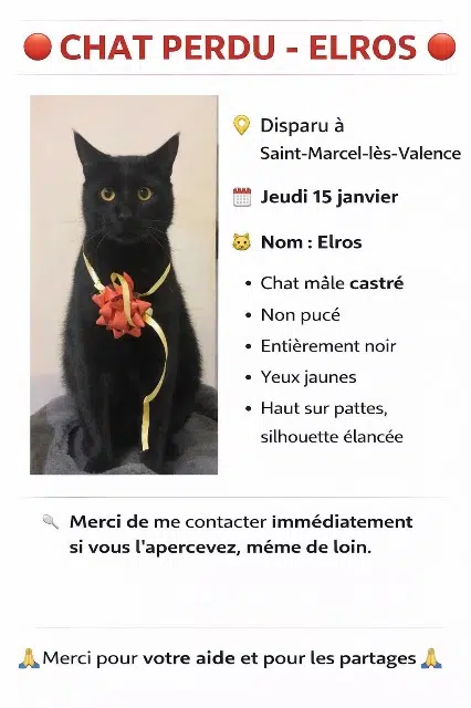chat lost   26320 Saint-Marcel-lès-Valence Elros