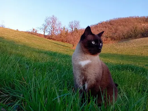 Chat Perdu 26 Drôme Chat Perdu 26 Drôme