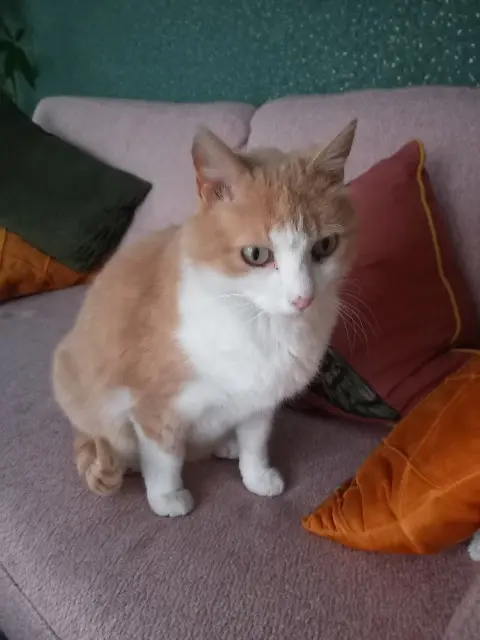 chat lost   26140 Saint-Rambert-d'Albon Fauve