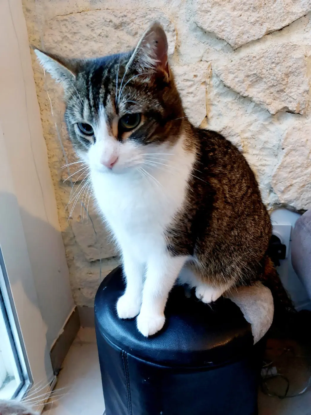 Chat Perdu 26 Drôme - Gizmo Chat Perdu 26 Drôme - Gizmo