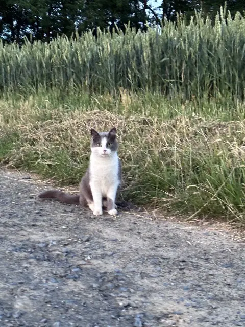 chat lost   26230 Grignan Gris-Gris