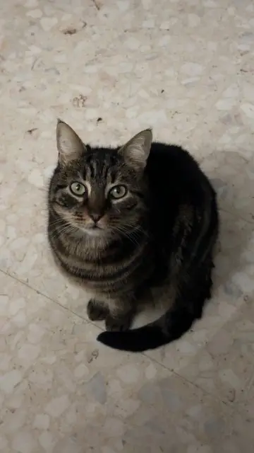 chat lost   26500 Bourg-lès-Valence Guizmo
