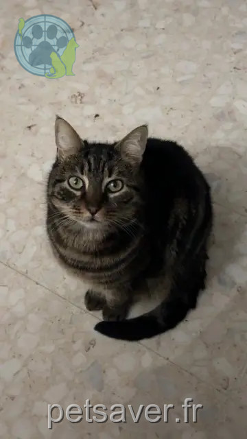 gato perdido 26500 Bourg-lès-Valence Guizmo gato lost 26500 Bourg-lès-Valence Guizmo