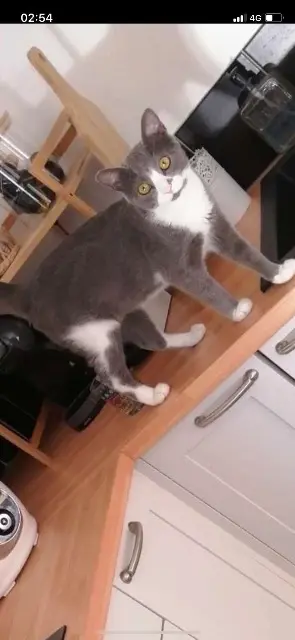 chat lost   26200 Montélimar Guizmo