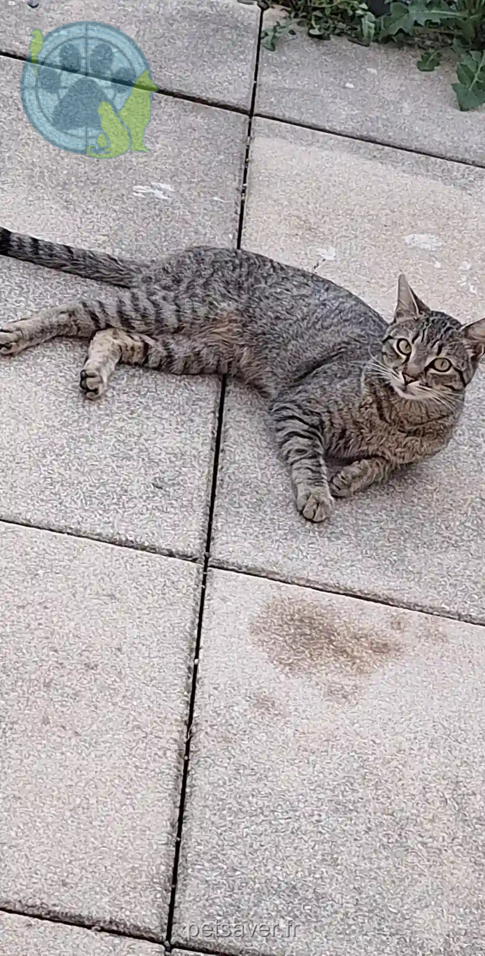 Chat Perdu 26 Drôme - Hayden Chat Perdu 26 Drôme - Hayden