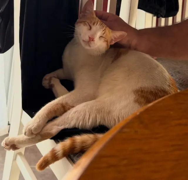 chat lost   26600 Pont-de-l'Isère Hijra