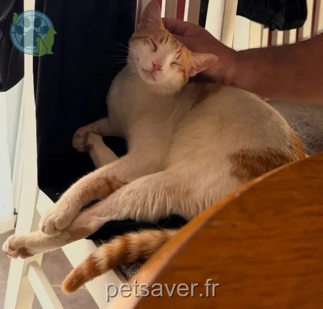 chat perdu 26600 Pont-de-l'Isère Hijra chat lost 26600 Pont-de-l'Isère Hijra