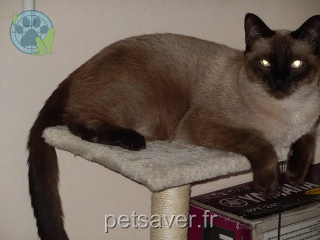 Kater vermisst 26300 Alixan Hèrmes Kater lost 26300 Alixan Hèrmes