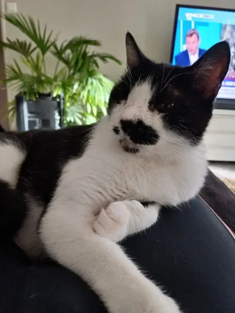 chat lost   26780 Malataverne Indigo