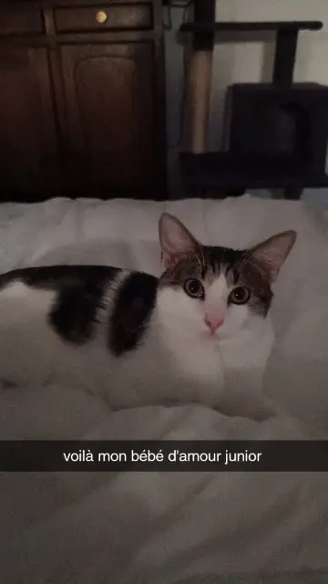 chat lost   26500 Bourg-lès-Valence isabelle anater