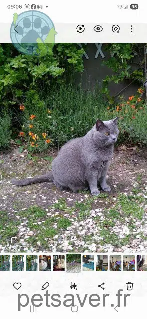 chat lost   26600 Tain-l'Hermitage Jazzy