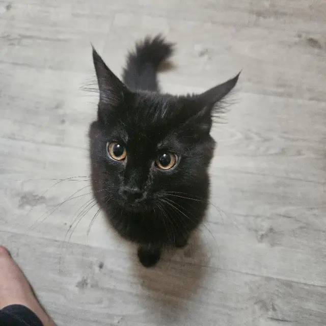 chat lost   26120 Chabeuil José