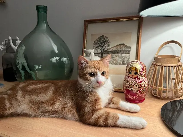 chat lost   26120 Montélier Jul