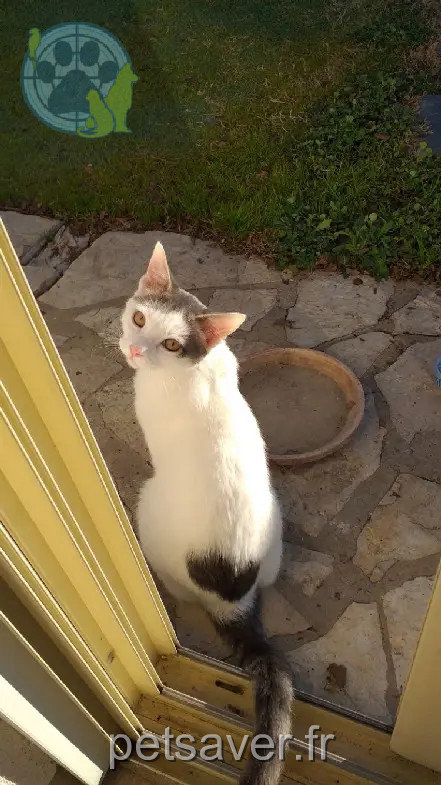 Chat Perdu 26 Drôme - Kuta Chat Perdu 26 Drôme - Kuta