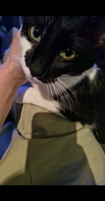 chat lost   26740 La Coucourde Kytkat