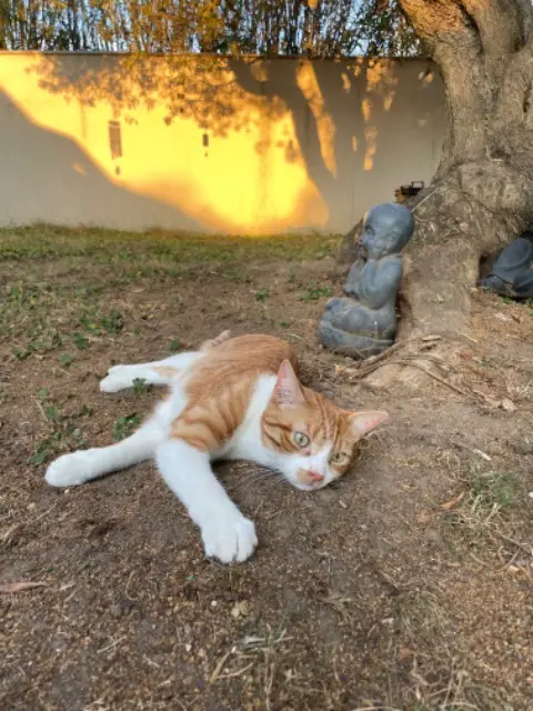 chat lost   26200 Montélimar Lipton