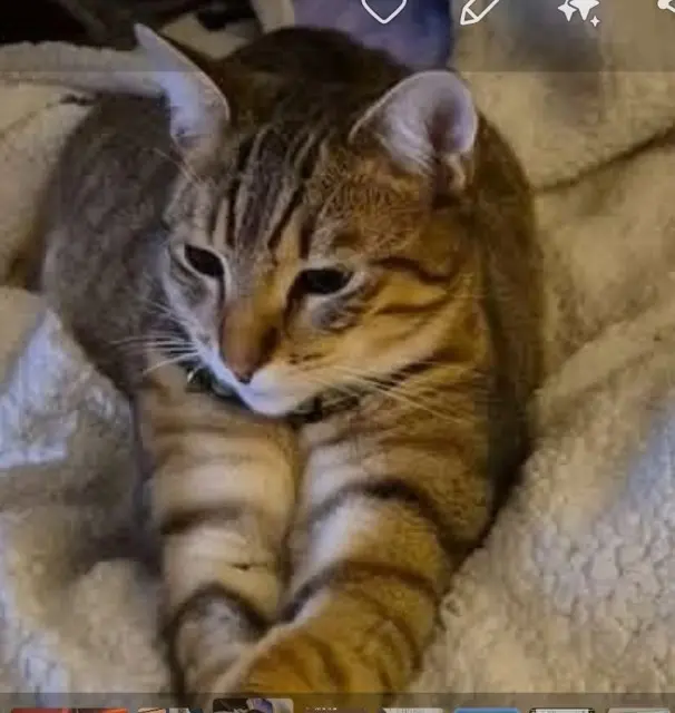 chat lost   26750 Châtillon-Saint-Jean Luffy