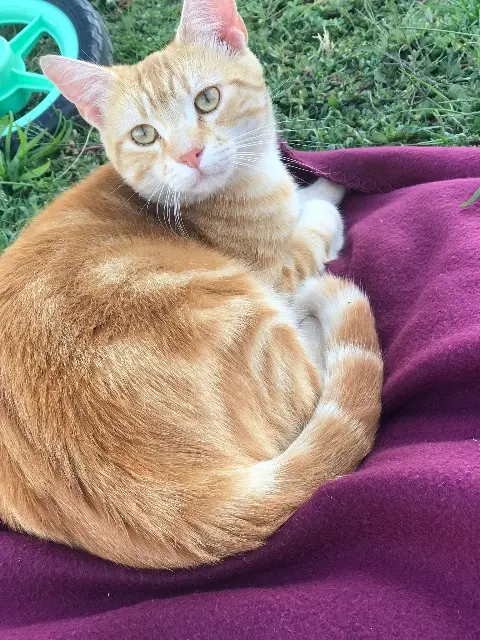 chat lost   26600 Beaumont-Monteux Luigi