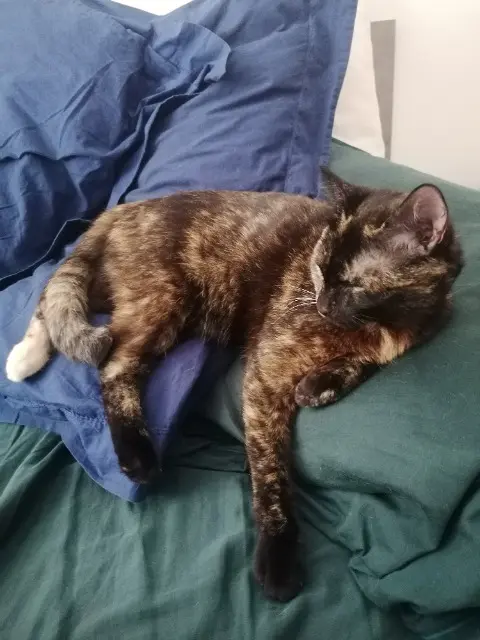 chat lost   26340 Vercheny Luka