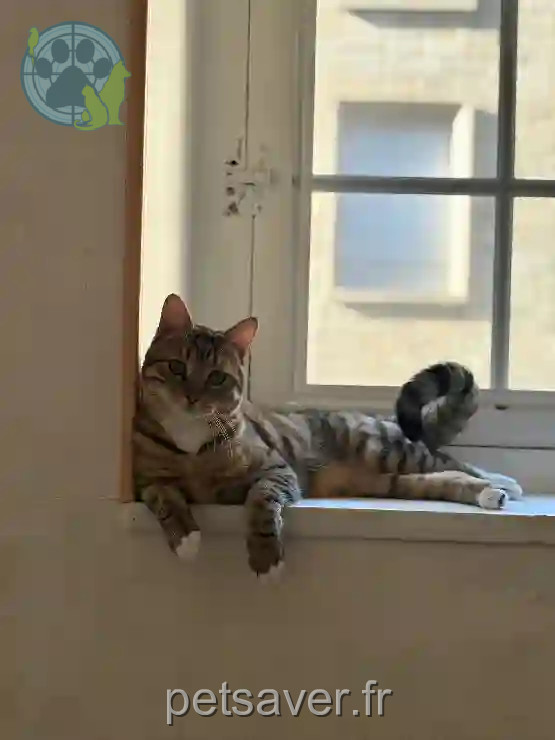 Chat Perdu 26 Drôme - Léo-jobi Chat Perdu 26 Drôme - Léo-jobi