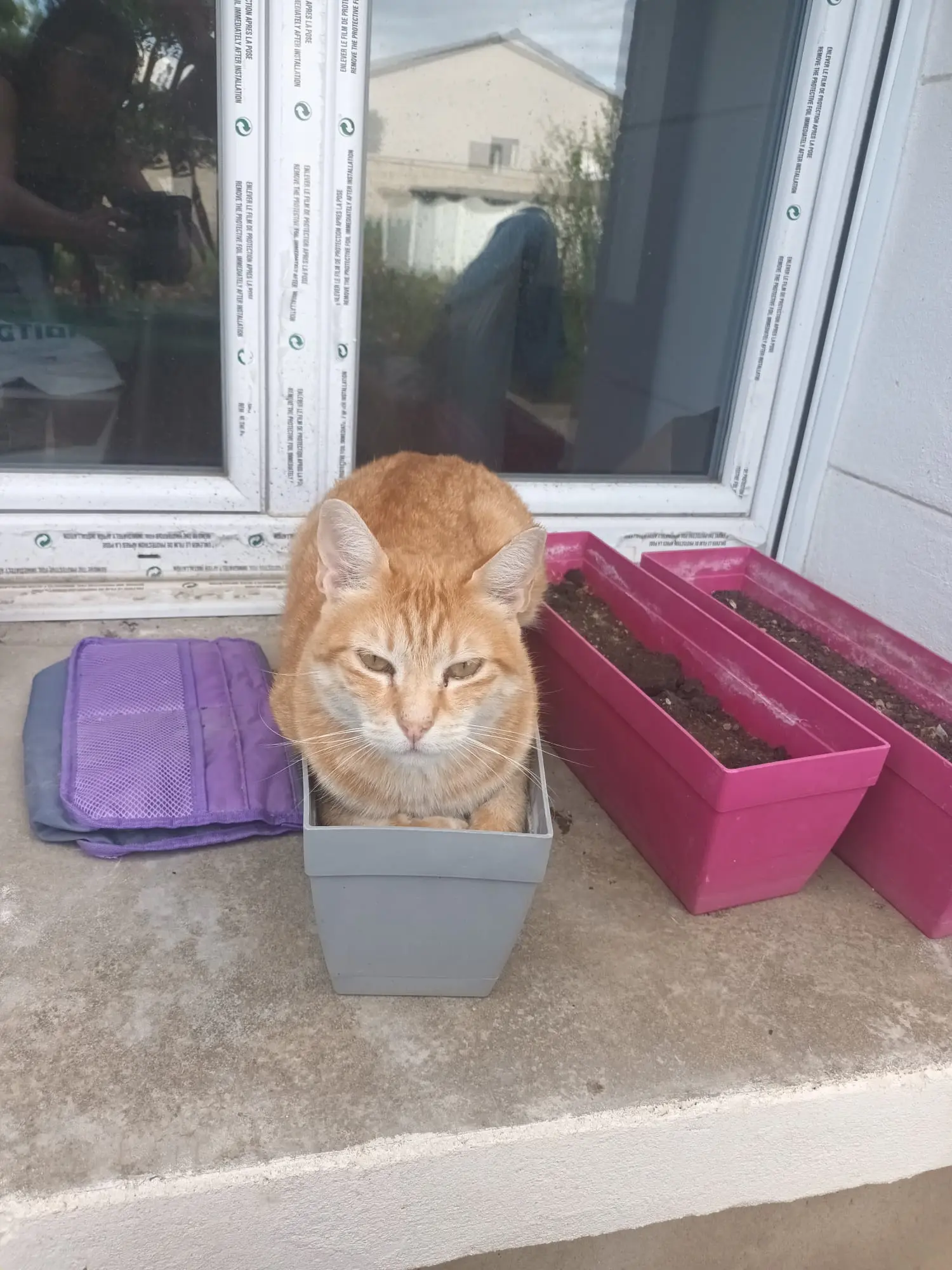 Chat Perdu 26 Drôme Chat Perdu 26 Drôme
