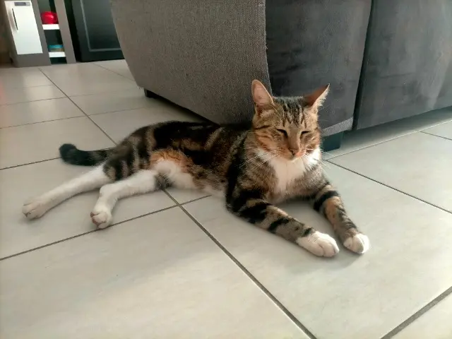 chat lost   26600 Pont-de-l'Isère Mango