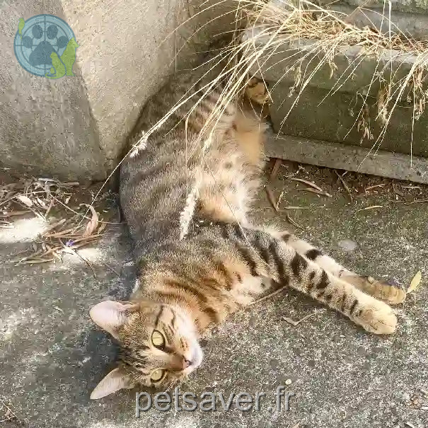 Chat Perdu 26 Drôme - Merlin Chat Perdu 26 Drôme - Merlin