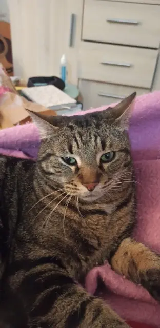 chat lost   26300 Chatuzange-le-Goubet Miaou