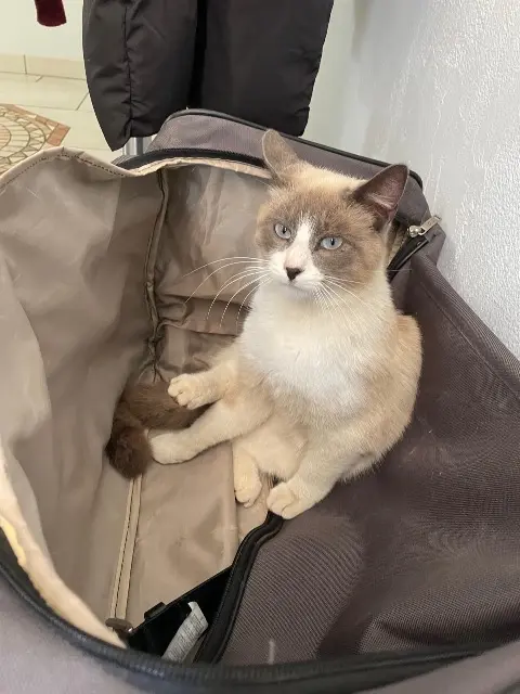 chat lost   26320 Saint-Marcel-lès-Valence Mon fils