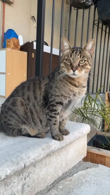 chat lost   26740 Sauzet Moogly