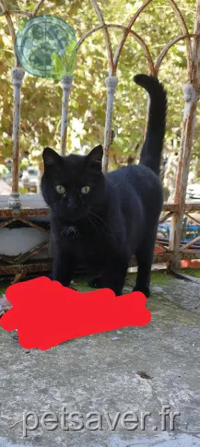 kater lost 26200 Montélimar Moxi