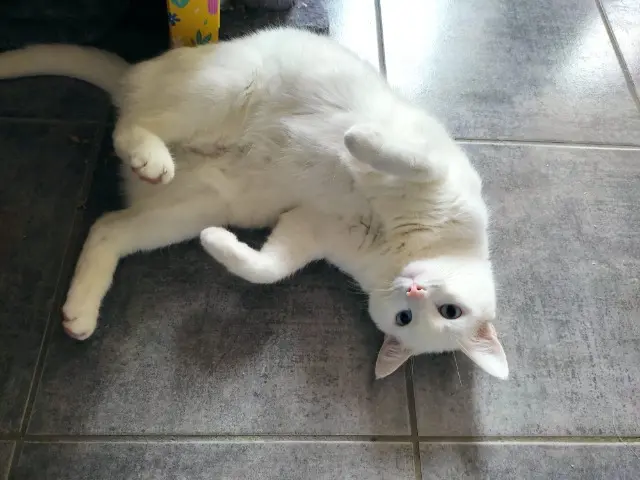 chat lost   26300 Rochefort-Samson Neijy