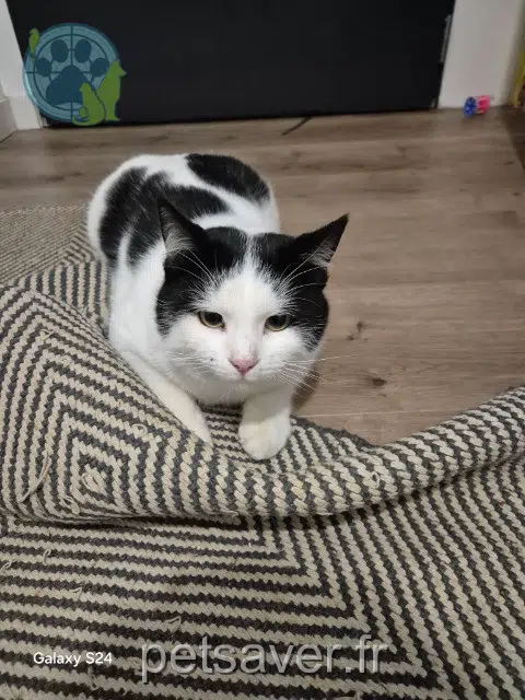 kater vermist 26200 Montélimar Neji kater lost 26200 Montélimar Neji