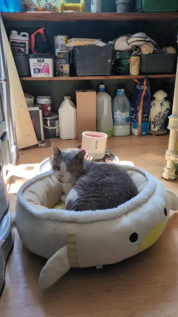 chat lost   26530 Le Grand-Serre Noumi