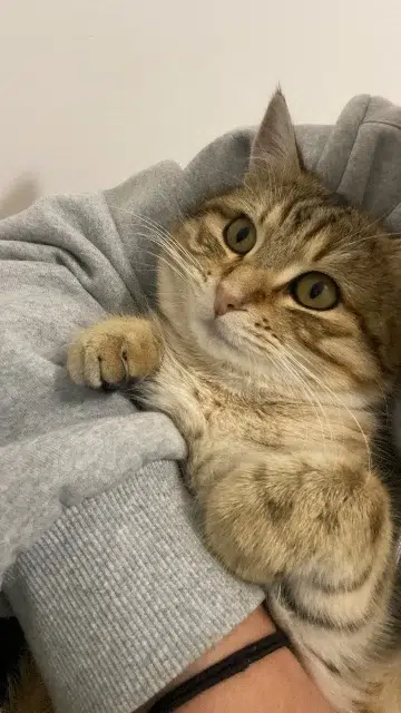 chat lost   26100 Romans-sur-Isère Nounoush