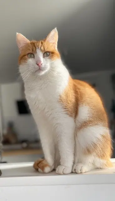 chat lost   26260 Saint-Donat-sur-l'Herbasse Néro