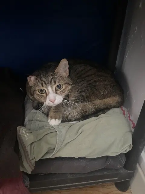chat lost   26500 Bourg-lès-Valence Pixel