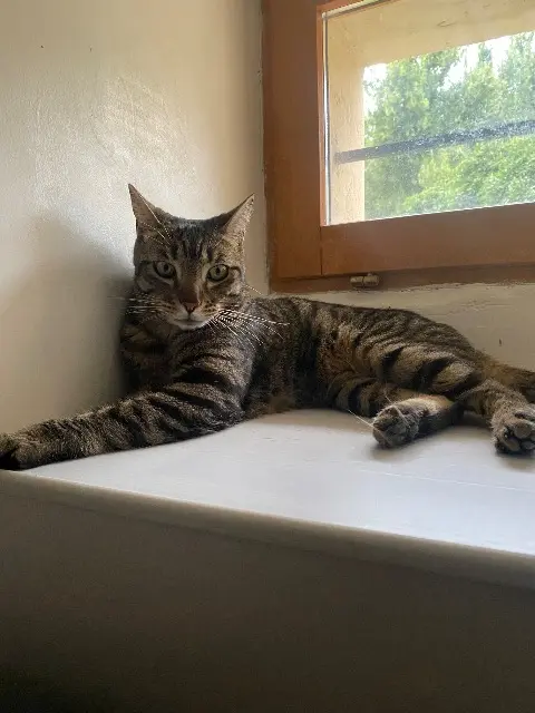 chat lost   26260 Saint-Donat-sur-l'Herbasse Raven