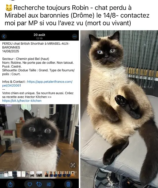 chat lost   26110 Mirabel-aux-Baronnies Robin