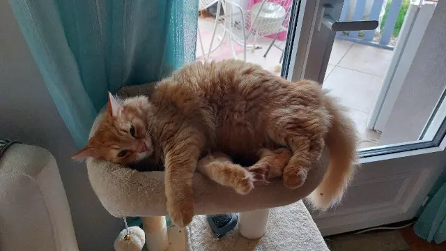 chat lost   26770 Montbrison-sur-Lez ROUKY