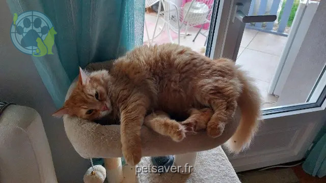 cat lost 26770 Montbrison-sur-Lez ROUKY cat lost 26770 Montbrison-sur-Lez ROUKY