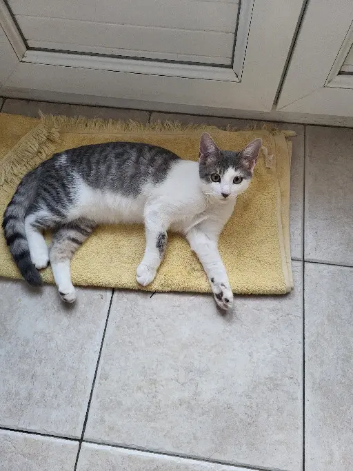 Chat Perdu 26 Drôme Chat Perdu 26 Drôme