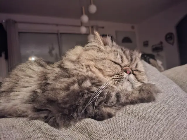 chat lost   26240 Saint-Jean-de-Galaure Simba